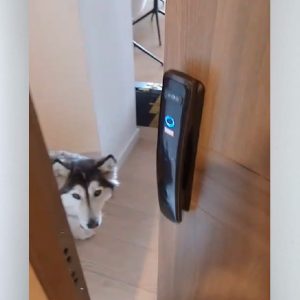 Puerta de Seguridad con Cerradura Inteligente 24